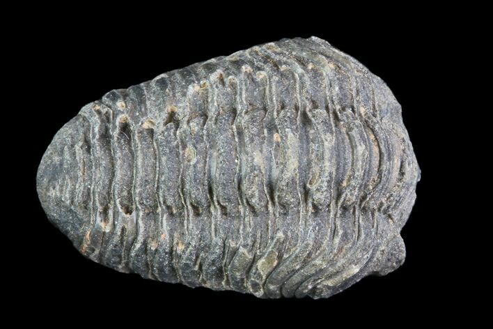 Small Enrolled Acastoides Trilobite Fossil - Morocco #76416